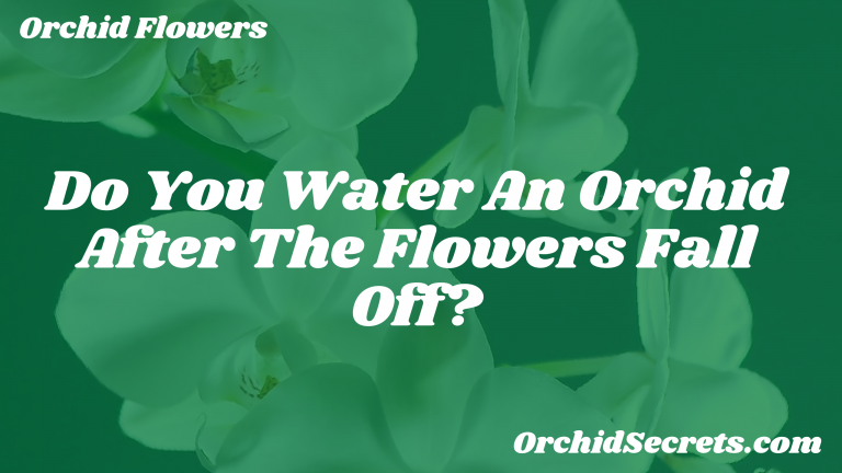 Do You Water An Orchid After The Flowers Fall Off? — Orchid Secrets