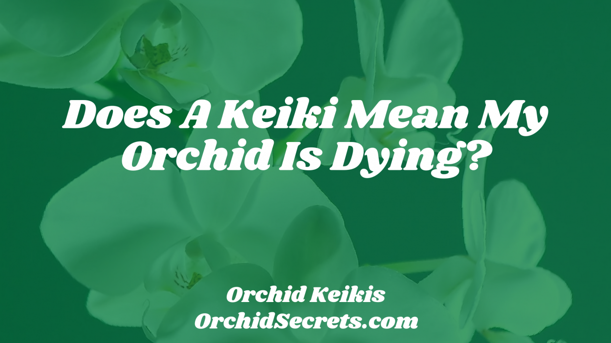 Does A Keiki Mean My Orchid Is Dying? — Orchid Secrets
