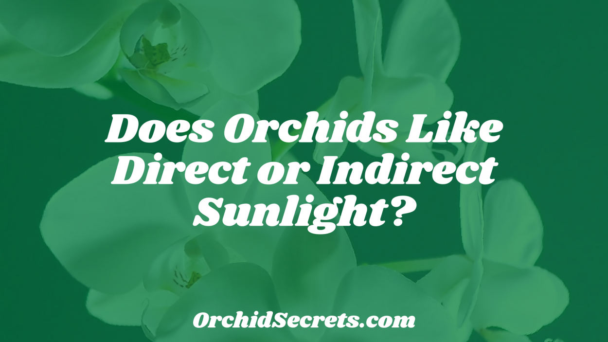 Does Orchids Like Direct or Indirect Sunlight? — Orchid Secrets
