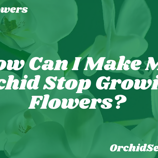 How Can I Make My Orchid Stop Growing Flowers? — Orchid Secrets