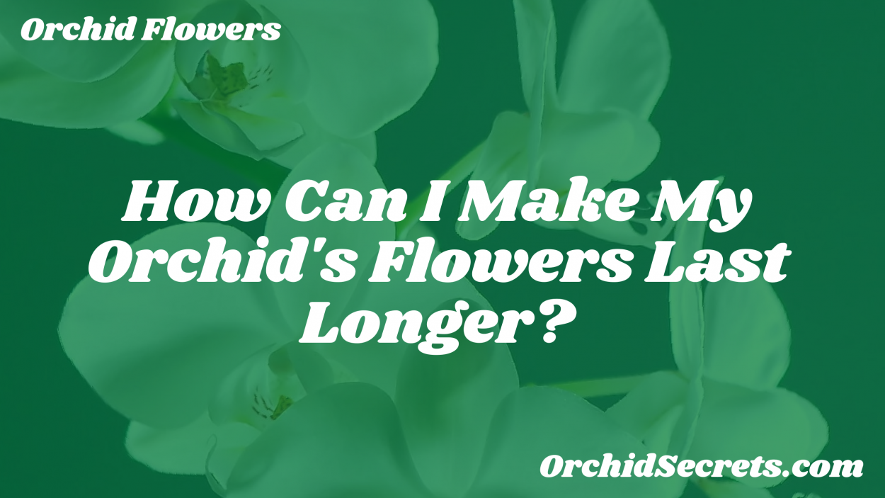 How Can I Make My Orchid's Flowers Last Longer? — Orchid Secrets