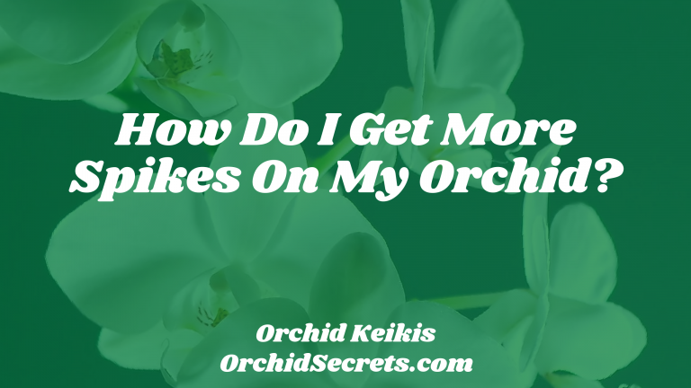 How Do I Get More Spikes On My Orchid? — Orchid Secrets