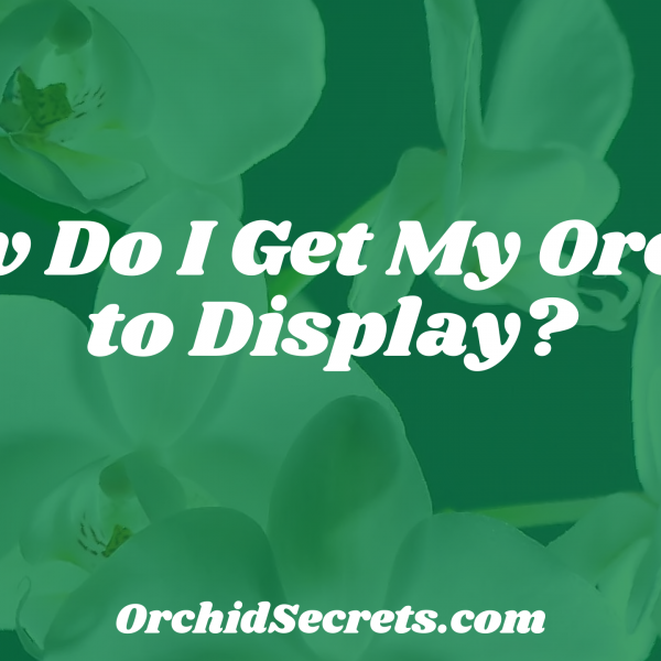 How Do I Get My Orchid to Display? — Orchid Secrets