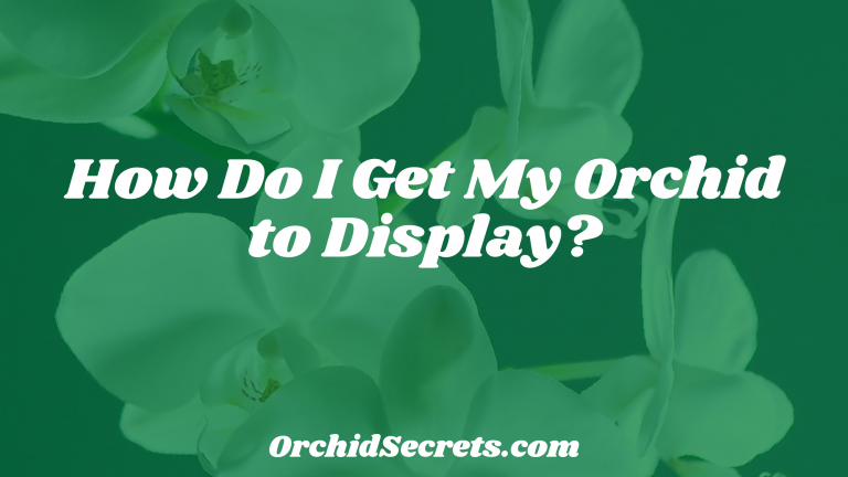 How Do I Get My Orchid to Display? — Orchid Secrets