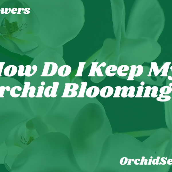 How Do I Keep My Orchid Blooming? — Orchid Secrets