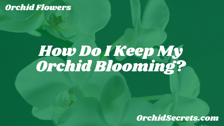 How Do I Keep My Orchid Blooming? — Orchid Secrets
