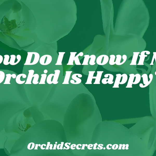 How Do I Know If My Orchid Is Happy? — Orchid Secrets