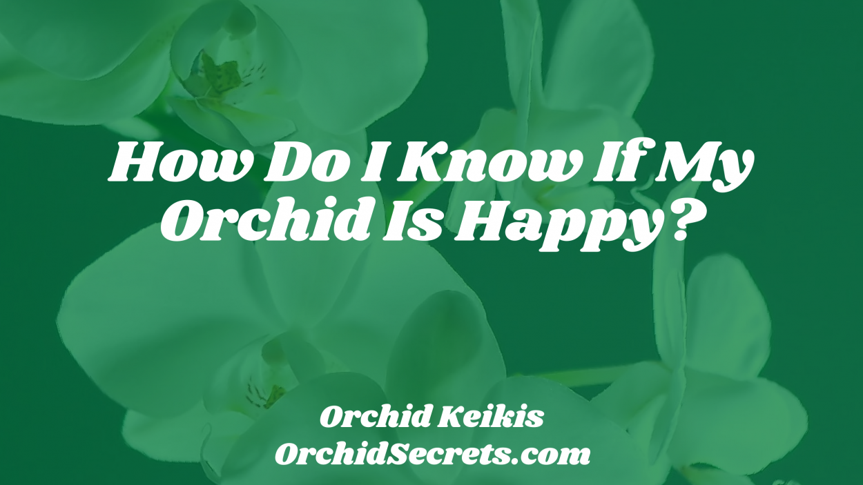 How Do I Know If My Orchid Is Happy? — Orchid Secrets
