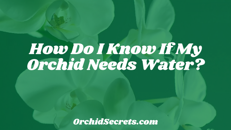 How Do I Know If My Orchid Needs Water? — Orchid Secrets