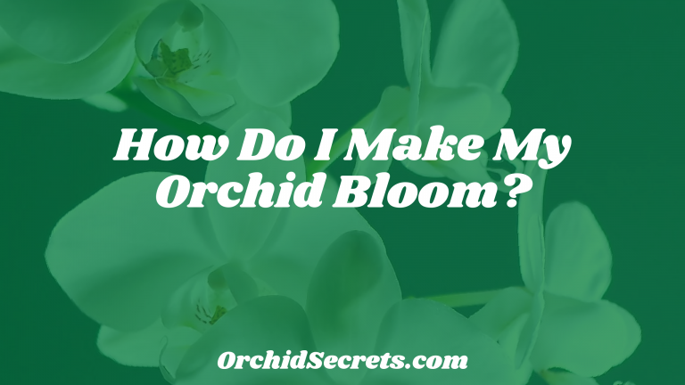 How Do I Make My Orchid Bloom? — Orchid Secrets