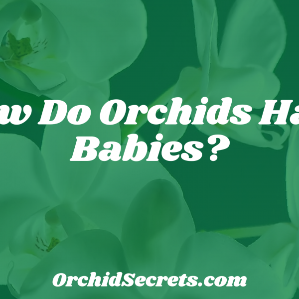 How Do Orchids Have Babies? — Orchid Secrets