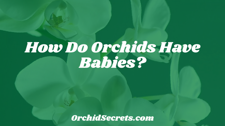 How Do Orchids Have Babies? — Orchid Secrets