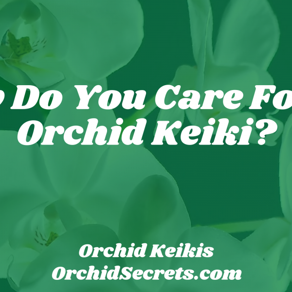 How Do You Care For An Orchid Keiki? — Orchid Secrets