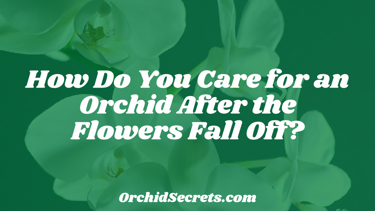 How Do You Care for an Orchid After the Flowers Fall Off? — Orchid Secrets