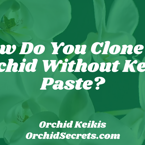 How Do You Clone An Orchid Without Keiki Paste? — Orchid Secrets