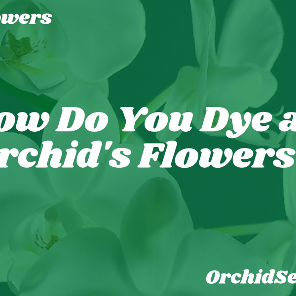 How Do You Dye an Orchid's Flowers? — Orchid Secrets