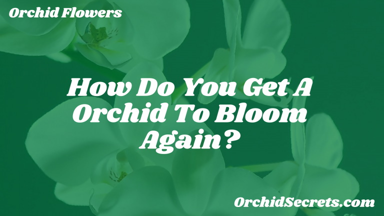 How Do You Get A Orchid To Bloom Again? — Orchid Secrets