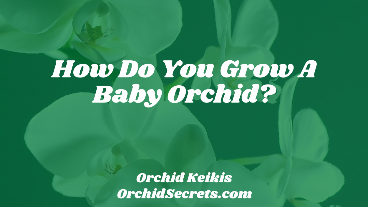 How Do You Grow A Baby Orchid? — Orchid Secrets