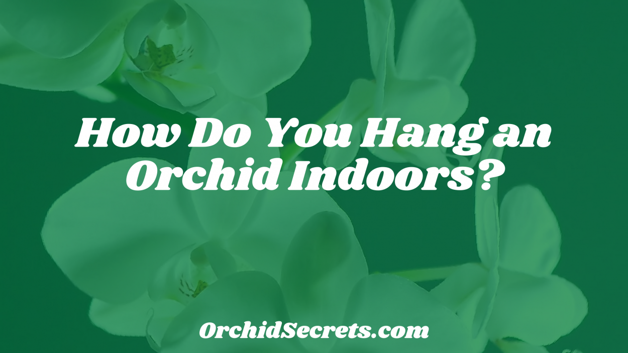 How Do You Hang an Orchid Indoors? — Orchid Secrets