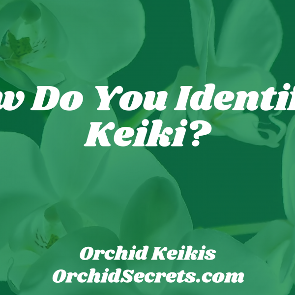 How Do You Identify A Keiki? — Orchid Secrets