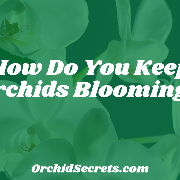 How Do You Keep Orchids Blooming? — Orchid Secrets