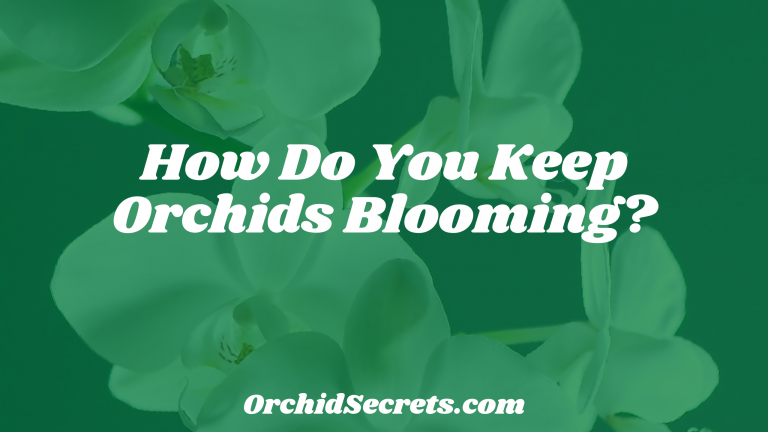 How Do You Keep Orchids Blooming? — Orchid Secrets