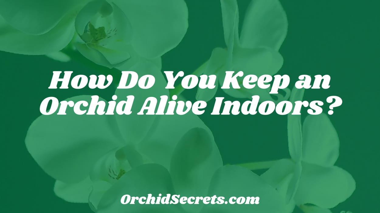 How Do You Keep an Orchid Alive Indoors? — Orchid Secrets