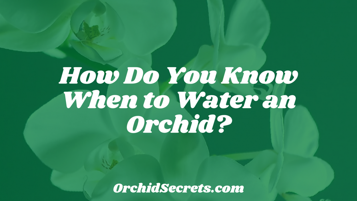 How Do You Know When to Water an Orchid? — Orchid Secrets