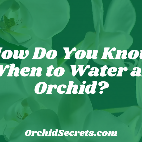 How Do You Know When to Water an Orchid? — Orchid Secrets