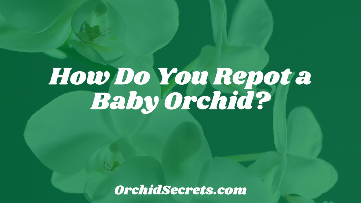 How Do You Repot a Baby Orchid? — Orchid Secrets