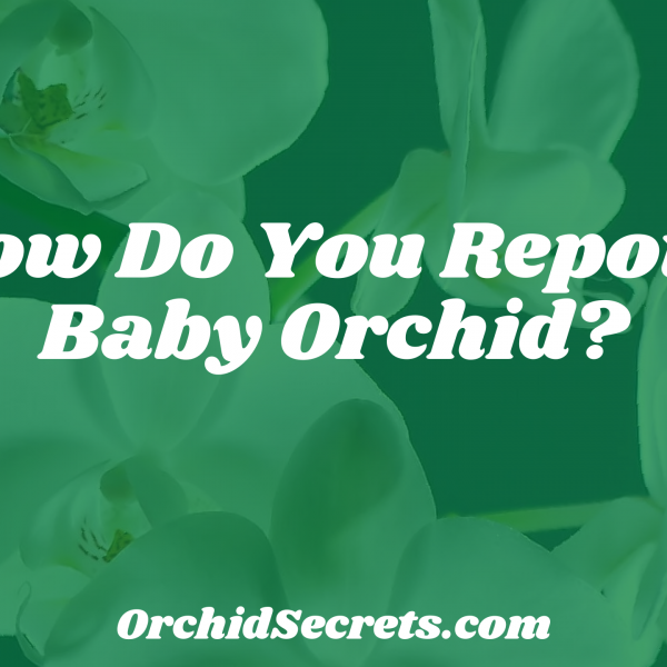 How Do You Repot a Baby Orchid? — Orchid Secrets