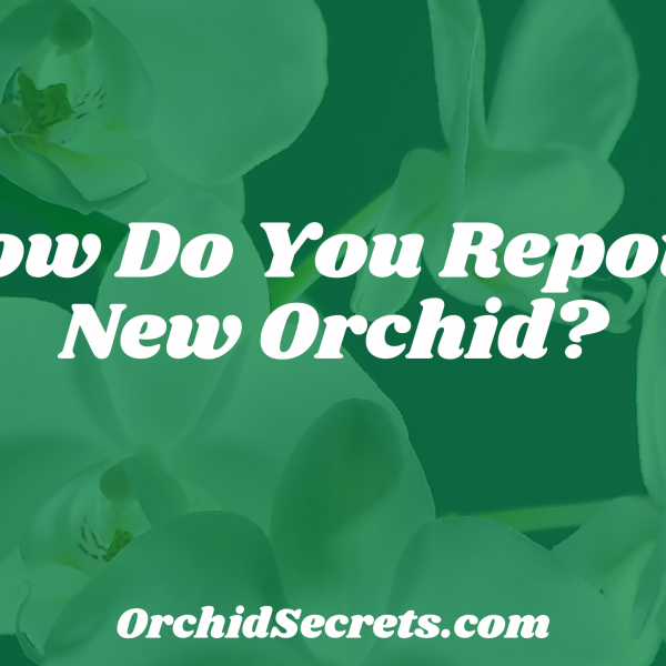 How Do You Repot a New Orchid? — Orchid Secrets