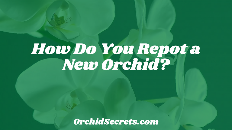How Do You Repot a New Orchid? — Orchid Secrets