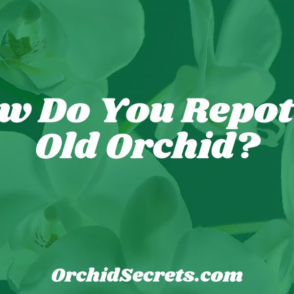How Do You Repot an Old Orchid? — Orchid Secrets