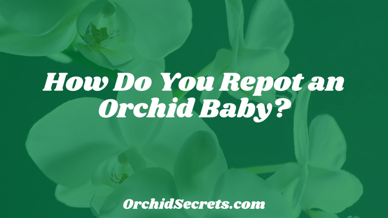 How Do You Repot an Orchid Baby? — Orchid Secrets