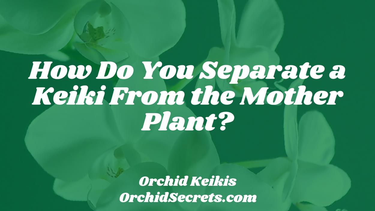 How Do You Separate a Keiki From the Mother Plant? — Orchid Secrets