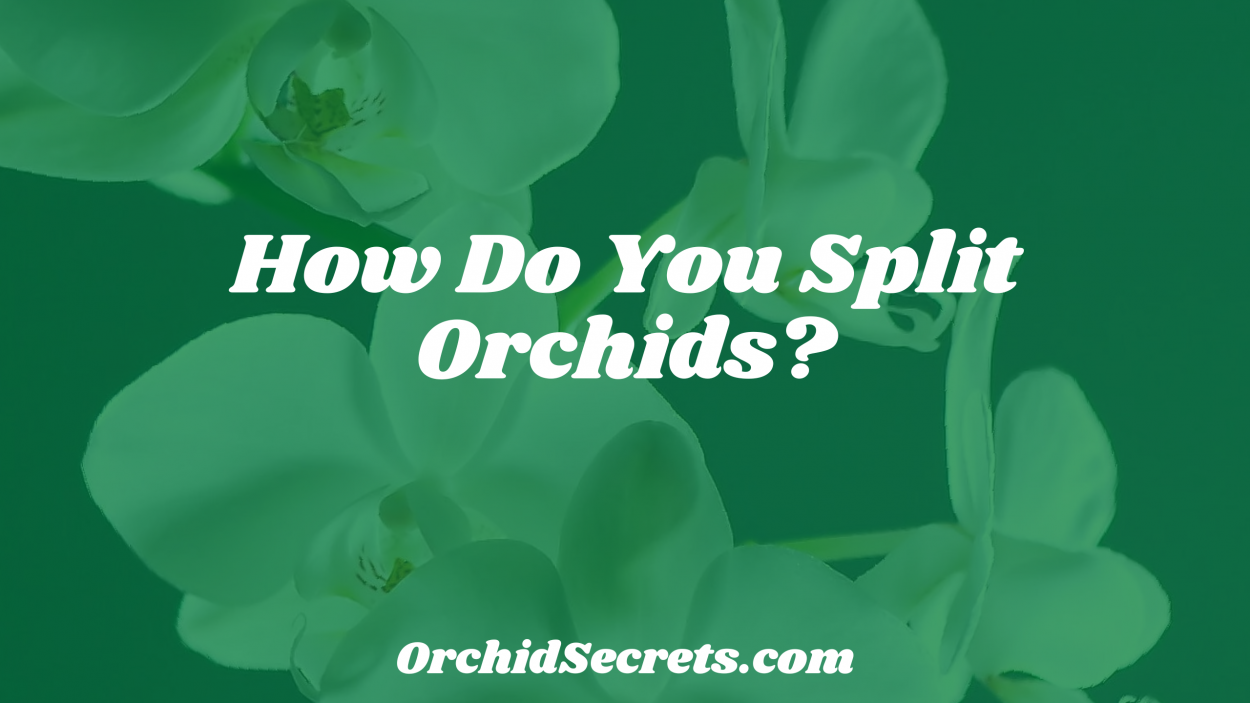 How Do You Split Orchids? — Orchid Secrets