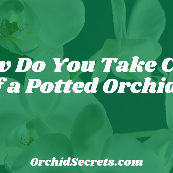 How Do You Take Care of a Potted Orchid? — Orchid Secrets