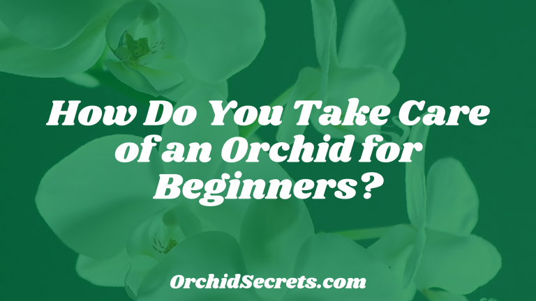 How Do You Take Care of an Orchid for Beginners? — Orchid Secrets