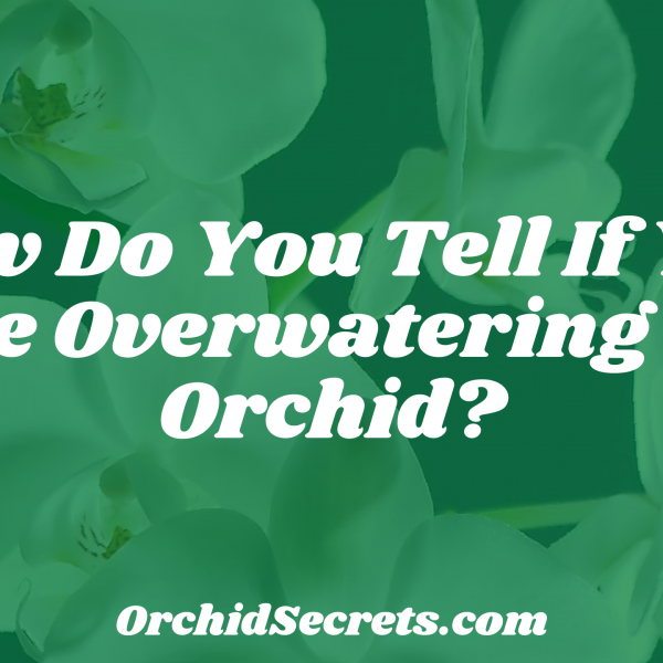 How Do You Tell If You Are Overwatering an Orchid? — Orchid Secrets