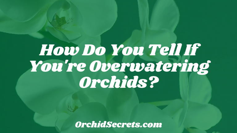 How Do You Tell If You're Overwatering Orchids? — Orchid Secrets