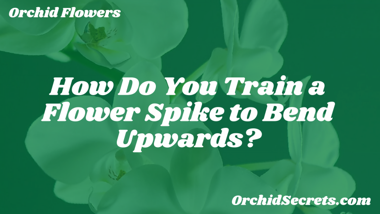 How Do You Train a Flower Spike to Bend Upwards? — Orchid Secrets