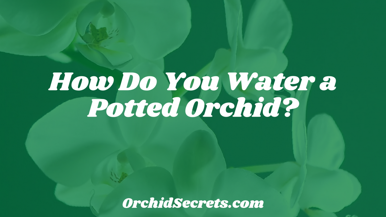 How Do You Water a Potted Orchid? — Orchid Secrets