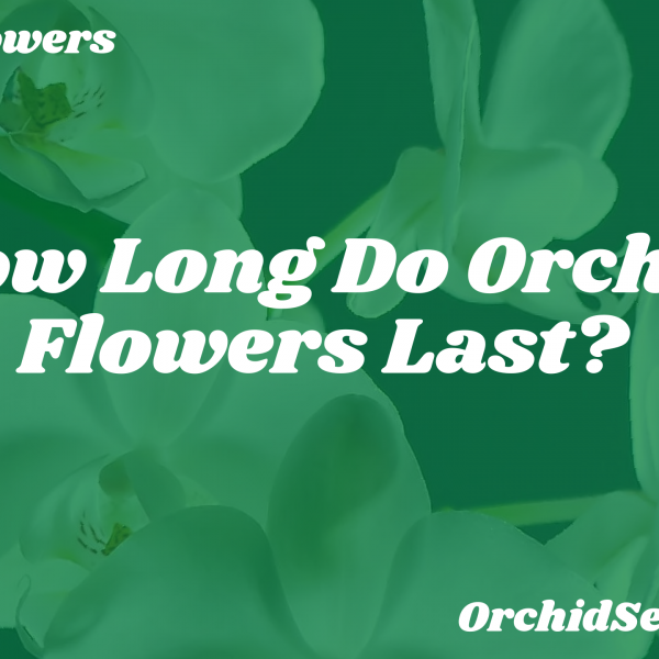 How Long Do Orchid Flowers Last? — Orchid Secrets