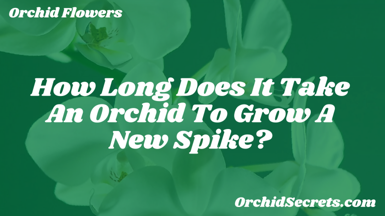 How Long Does It Take An Orchid To Grow A New Spike? — Orchid Secrets