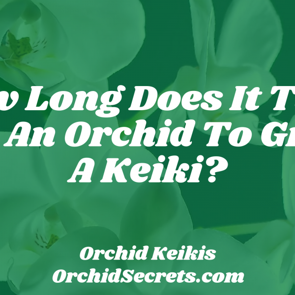 How Long Does It Take For An Orchid To Grow A Keiki? — Orchid Secrets