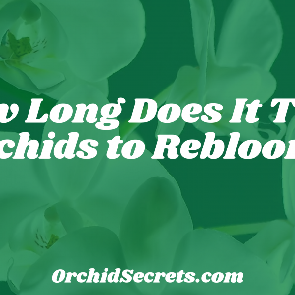 How Long Does It Take Orchids to Rebloom? — Orchid Secrets