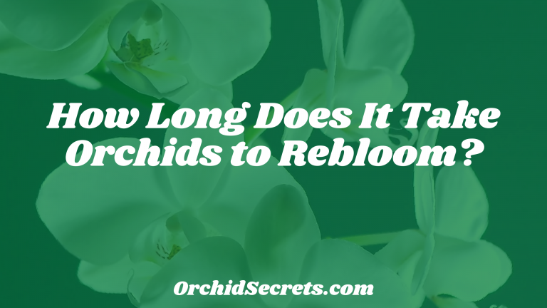 How Long Does It Take Orchids to Rebloom? — Orchid Secrets