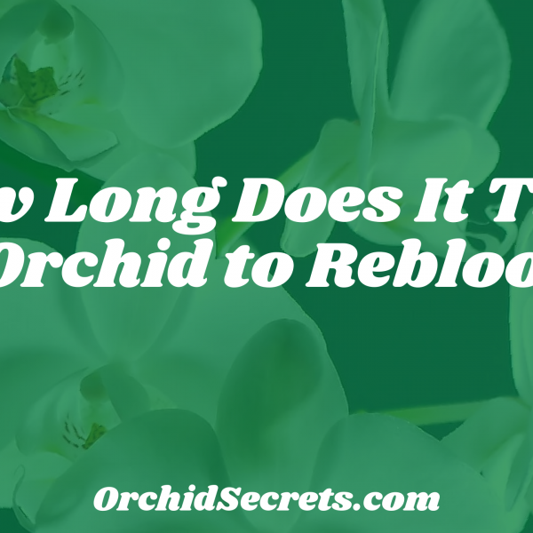 How Long Does It Take an Orchid to Rebloom? — Orchid Secrets