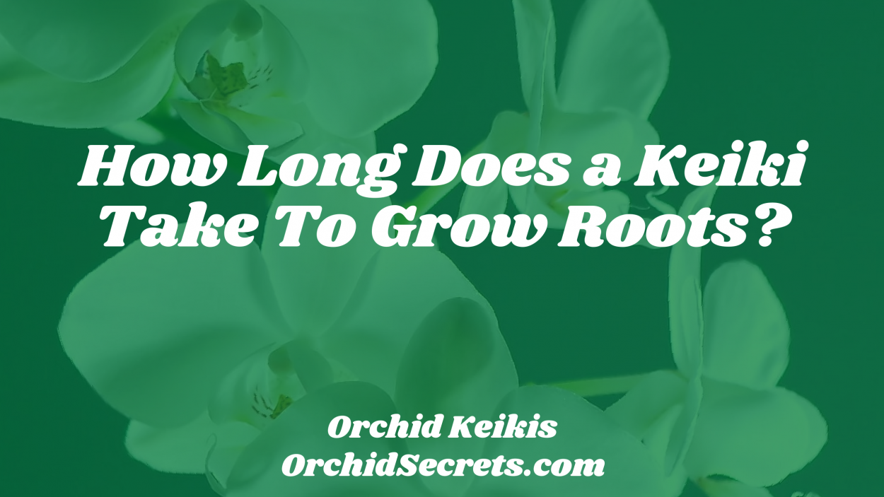 How Long Does a Keiki Take To Grow Roots? — Orchid Secrets